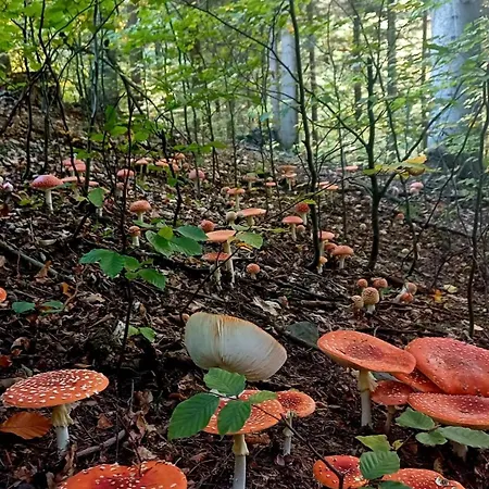 Sielanka, Wyjatkowy Dom, Jacuzzi Prázdninový dům *