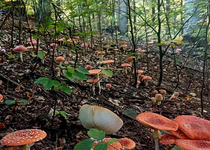 Sielanka, Wyjatkowy Dom, Jacuzzi בית נופש *